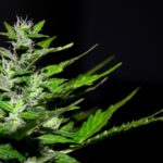 THCA Flower: What You Need to Know Before You Buy