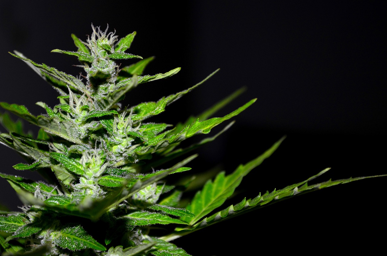 THCA Flower: What You Need to Know Before You Buy