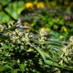 THCA Flower: Unlocking Its Therapeutic Potential