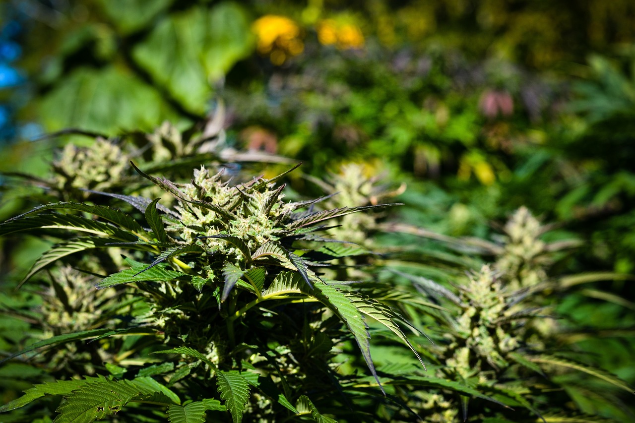 THCA Flower: Unlocking Its Therapeutic Potential